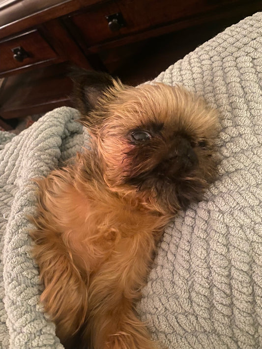 brown and black small dog in bed 