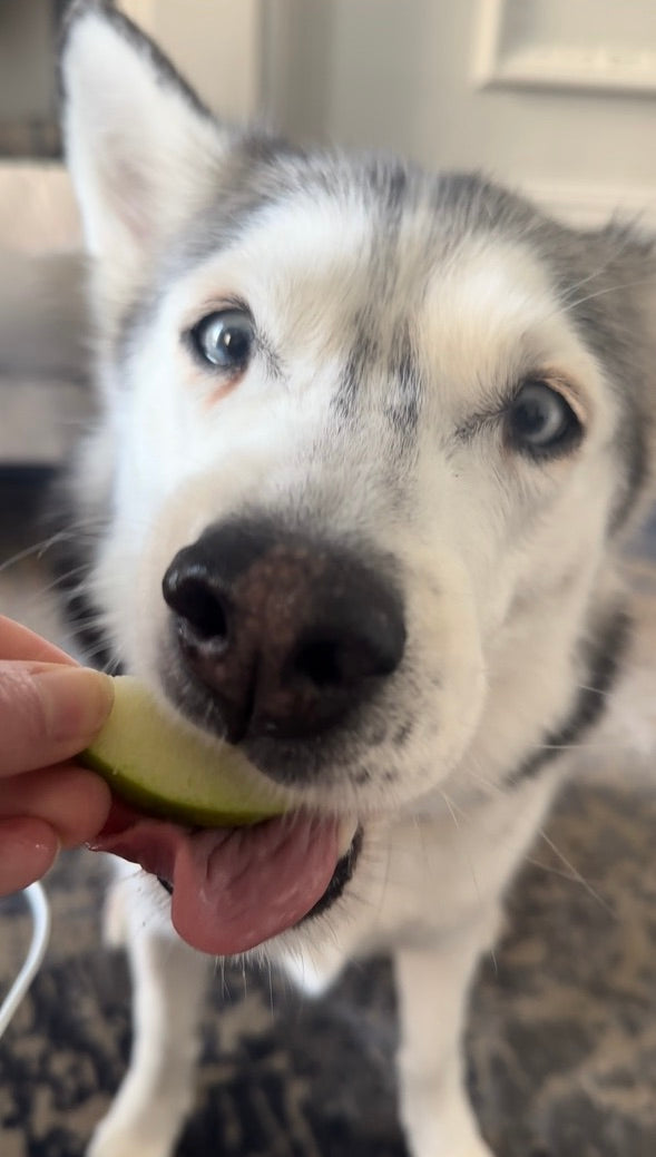 siberian husky dog eating green apple 